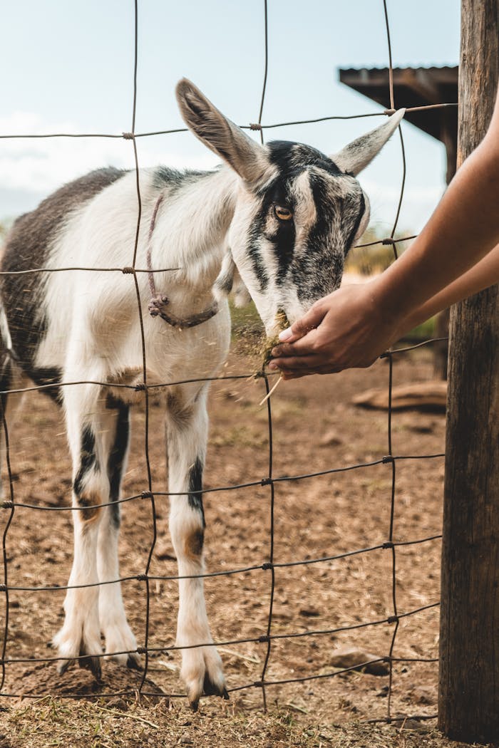 Home A hand feeds a goat through a wire fence on a rural farm setting.