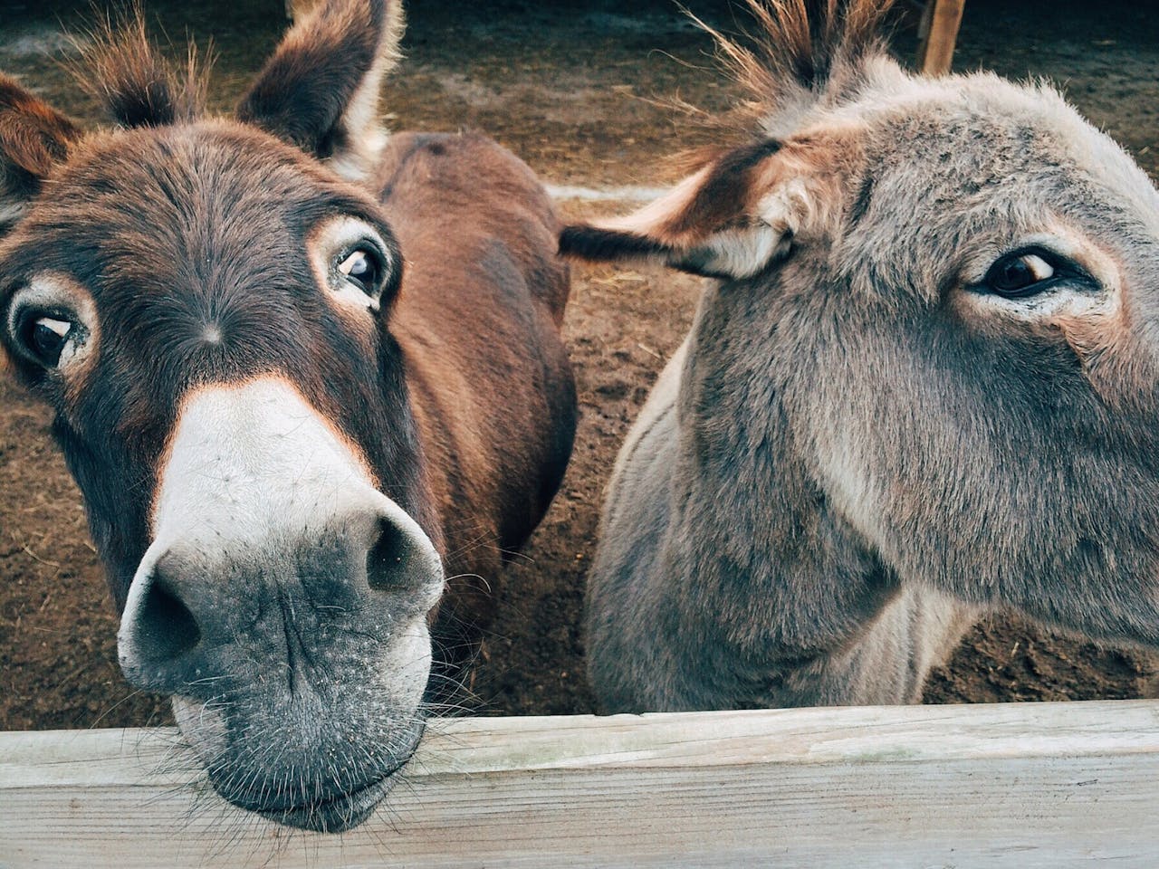 Home Close-up of two cute donkeys on a farm, showcasing curious expressions.