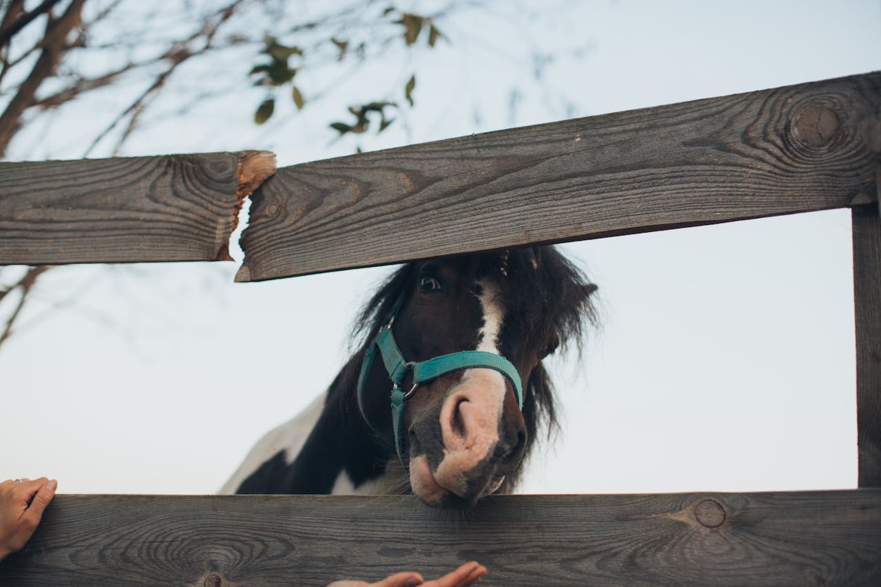 Home A curious horse with a teal halter peeks through a wooden fence under a clear sky.