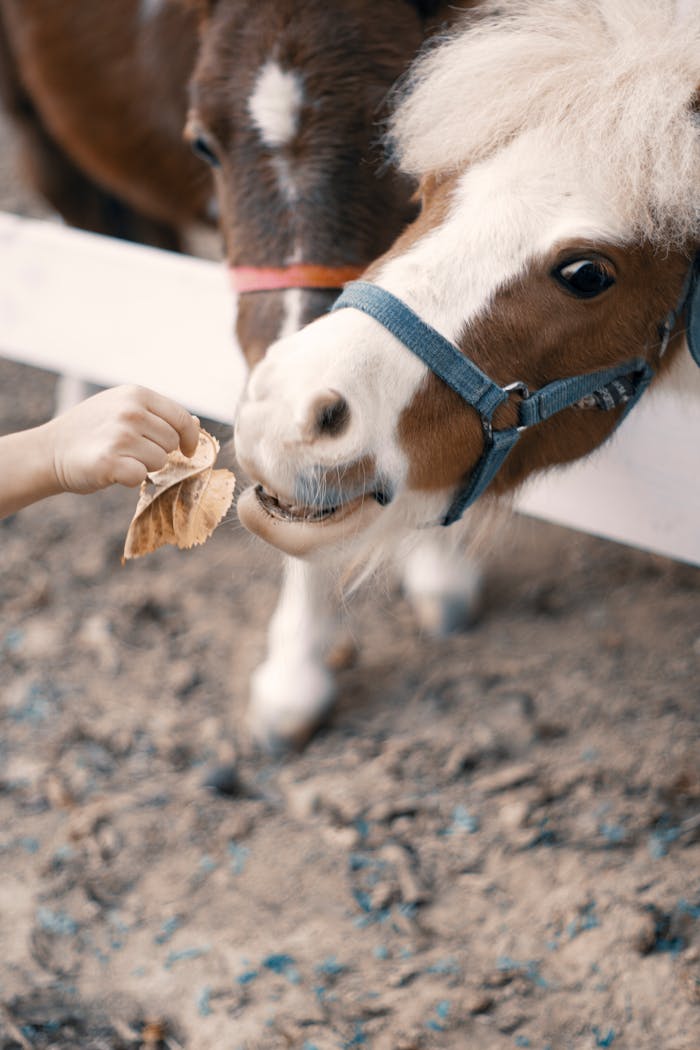 Home Haustiere füttern