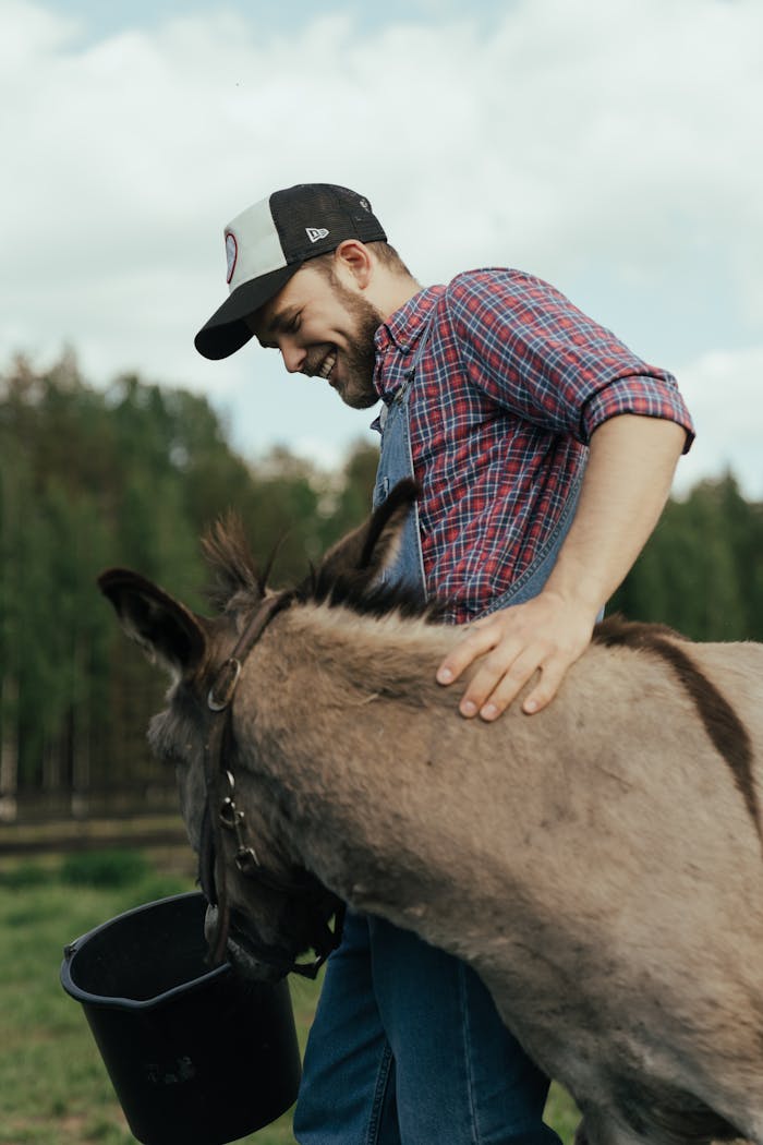 Home A joyful farmer with a beard in a checkered shirt feeds a donkey on a rural farm.