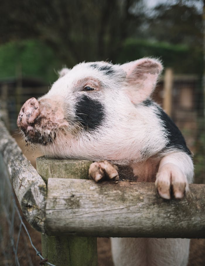 Home Portrait of a content pig leaning on a wooden fence in a farm pen, gazing peacefully.
